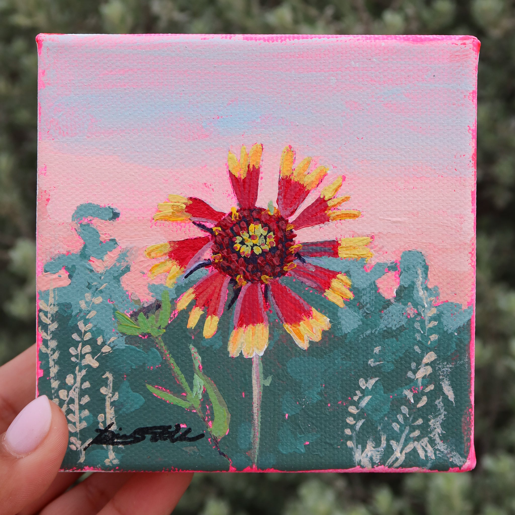 Mini Indian Blanket Wildflower Study