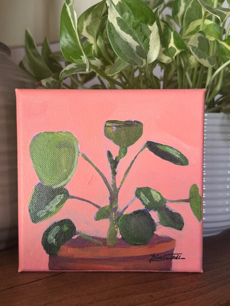 Pilea Study Mini 1