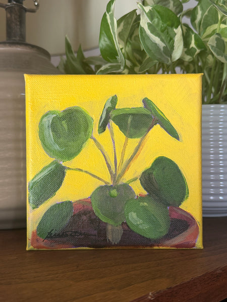 Pilea Study Mini 2