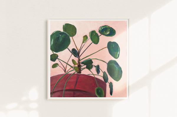 Pilea 1