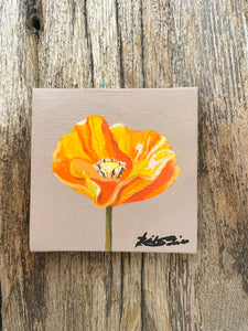 Gold Poppy Wildflower Study