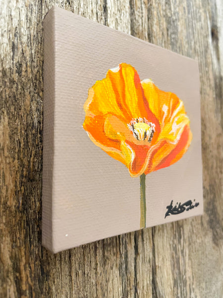 Gold Poppy Wildflower Study