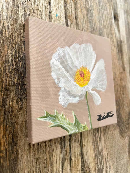 Prickly Poppy Wildflower Study