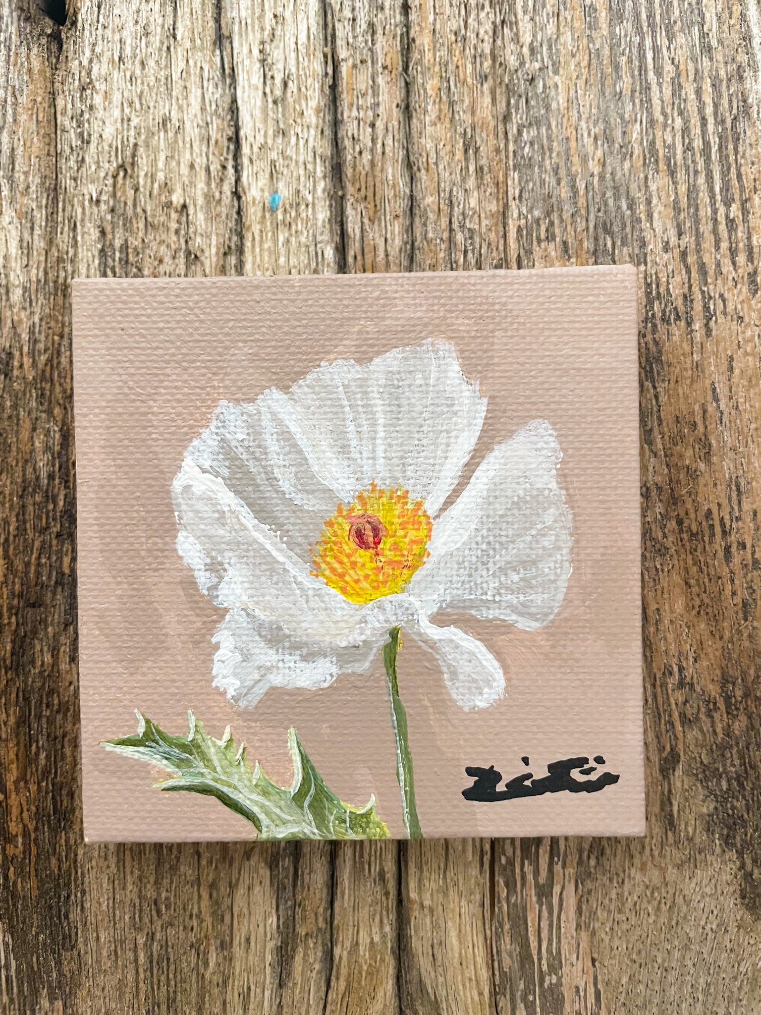 Prickly Poppy Wildflower Study