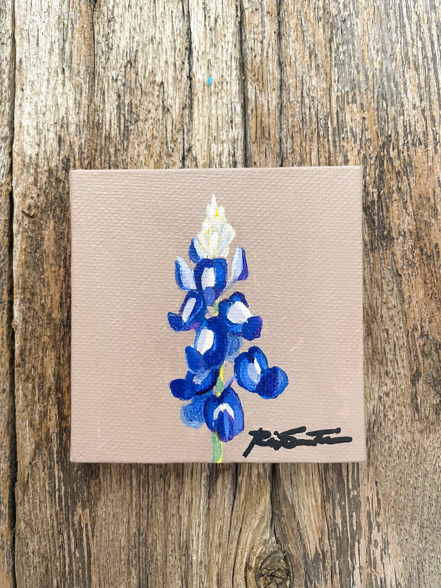 Bluebonnet Wildflower Study