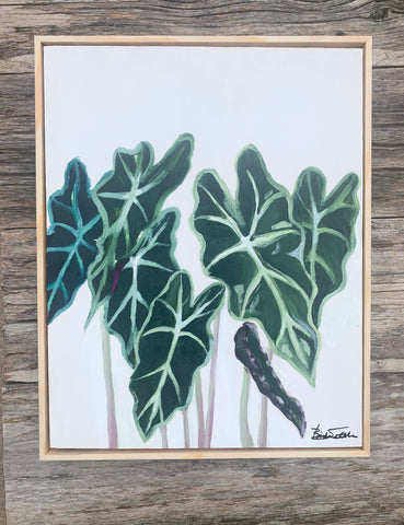 Alocasia Polly