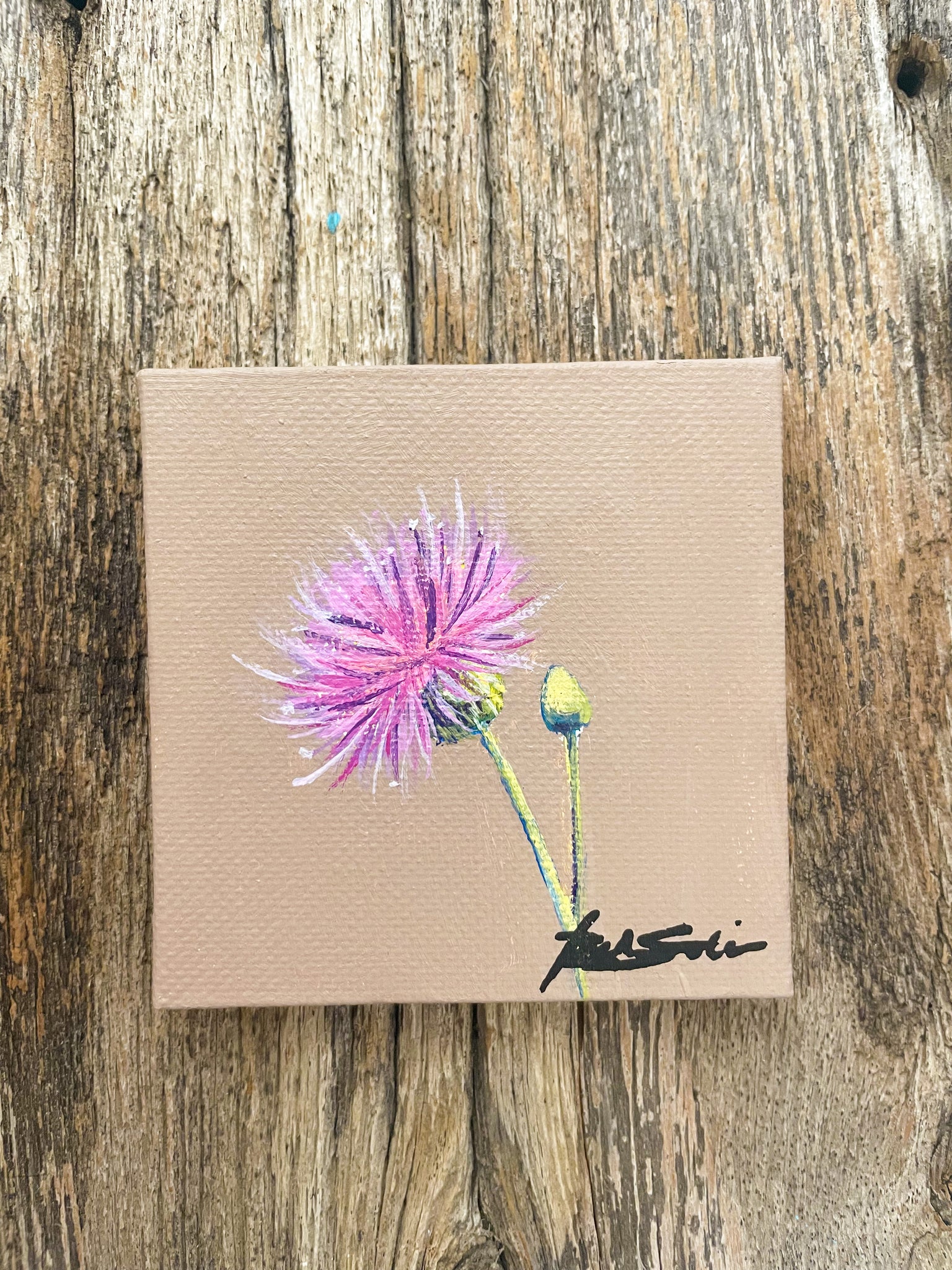 Texas Thistle Wildflower Study