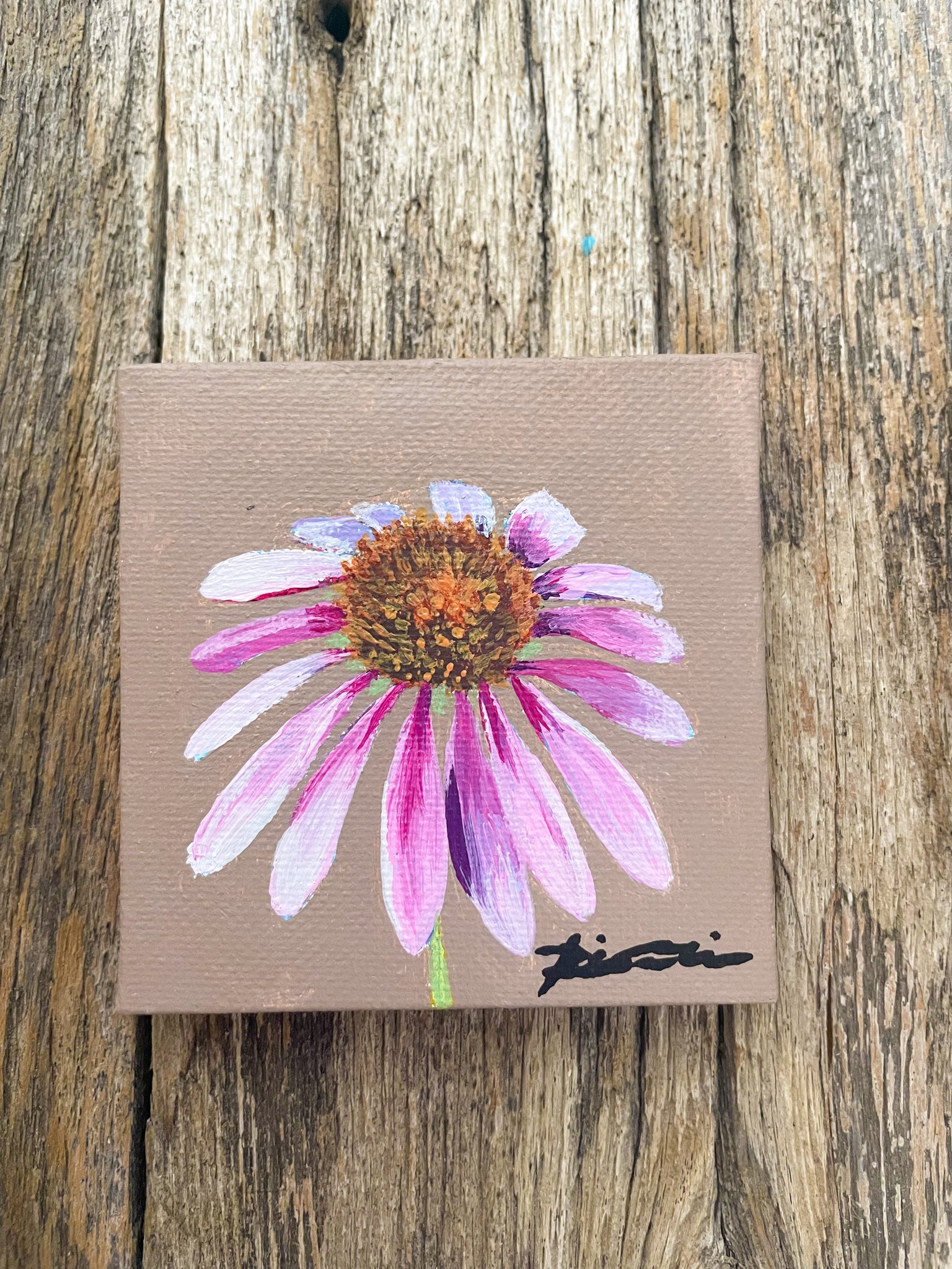 Coneflower Wildflower Study